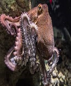 OCTOPUS